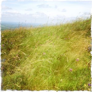 Champ d'herbes sur le Puy de Dôme (Auvergne)